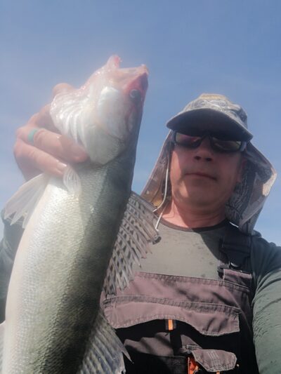 Pike perch, 1.5 kg — Kuršių