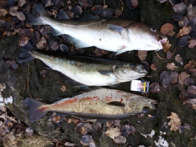 Pollock ×2