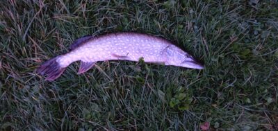 Northern Pike, 1.2 kg
