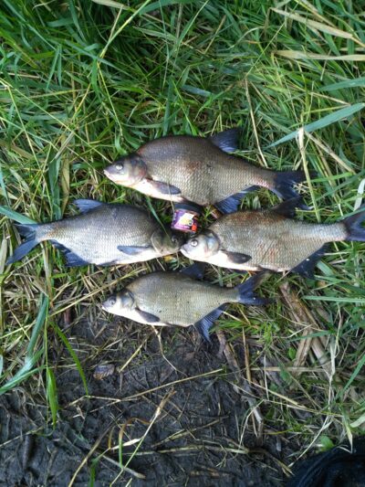 Carp bream, 1.6 kg — Sartai
