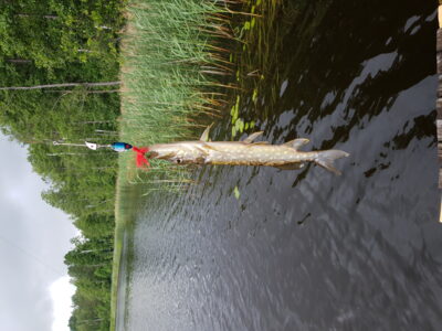 Northern Pike, 0.2 kg