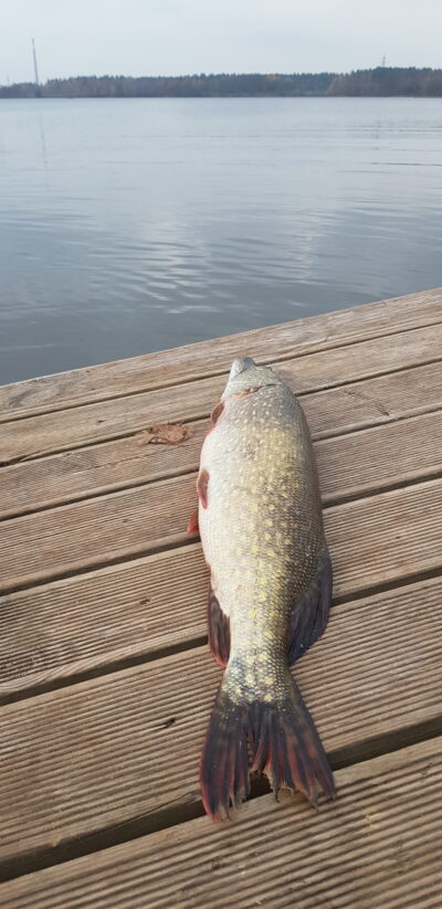 Northern Pike, 2.5 kg