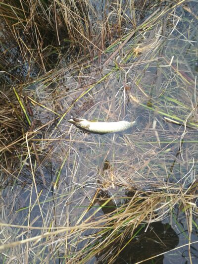 Northern Pike