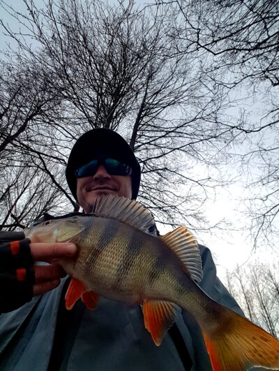 Eurasian perch