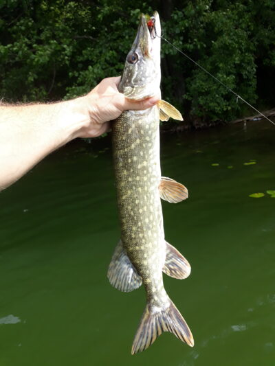 Northern Pike, 1.1 kg