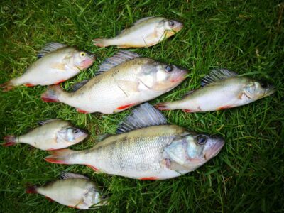 Eurasian perch ×7 — Kuršių