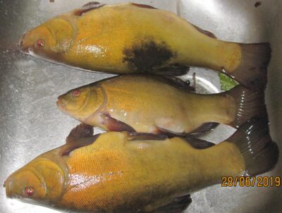 Tench ×3