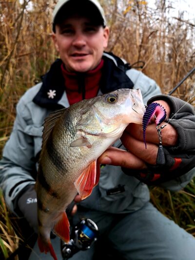 Eurasian perch