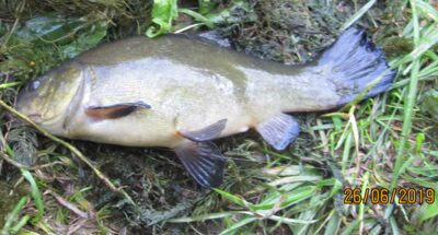 Tench