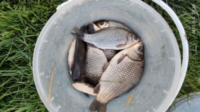 Prussian carp — Petraičių