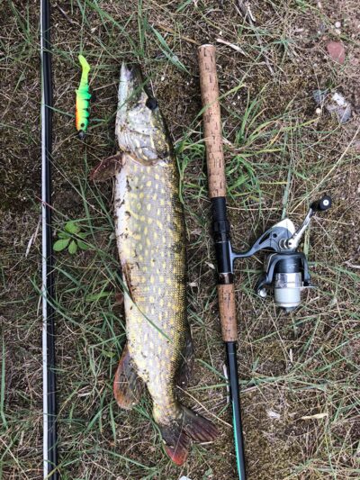 Northern Pike, 3.0 kg