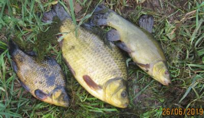 Crucian carp, 0.6 kg