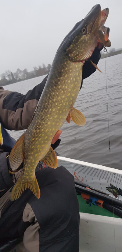 Northern Pike, 1.7 kg