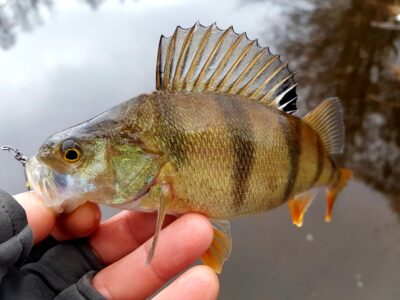 Eurasian perch