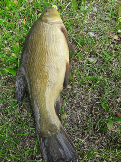 Tench, 1.2 kg — Naudvario