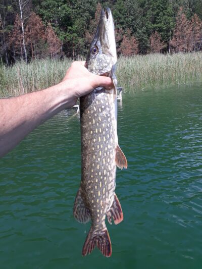 Northern Pike, 1.4 kg