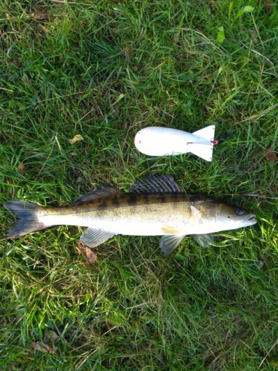Pike perch, 1.3 kg — Sartai