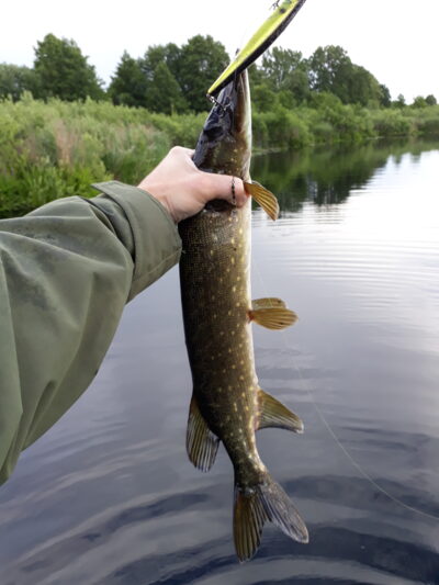 Northern Pike
