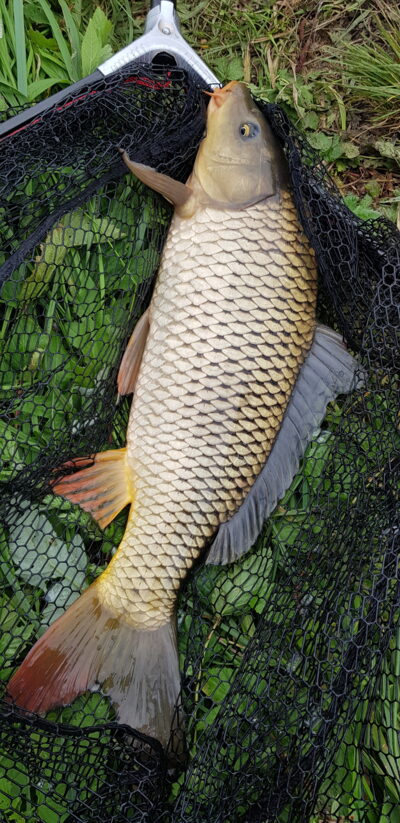 Carp, 2.5 kg