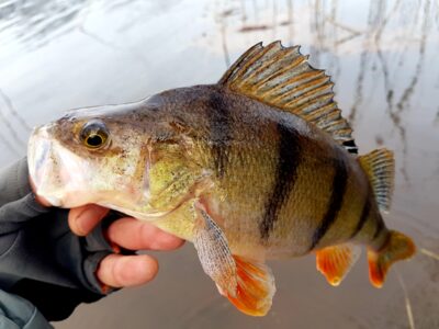 Eurasian perch