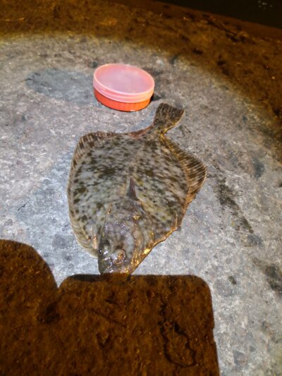 European plaice — Kuršių