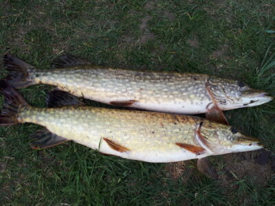 Northern Pike ×2