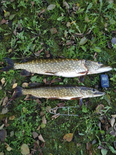 Northern Pike ×2 — Lėvuo