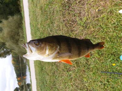 Eurasian perch, 0.7 kg — Jonavos m. IV-asis