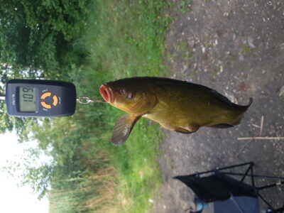 Tench, 1.0 kg