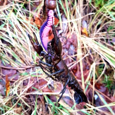 Danube crayfish