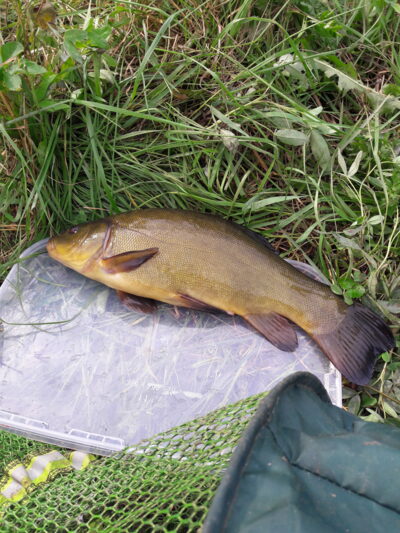 Tench, 1.2 kg — Naudvario