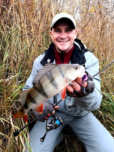 Eurasian perch