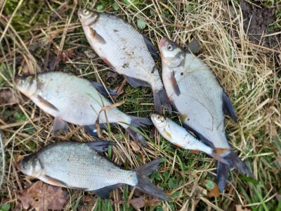 Carp bream ×4 — Kelpšaičių