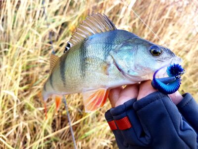 Eurasian perch
