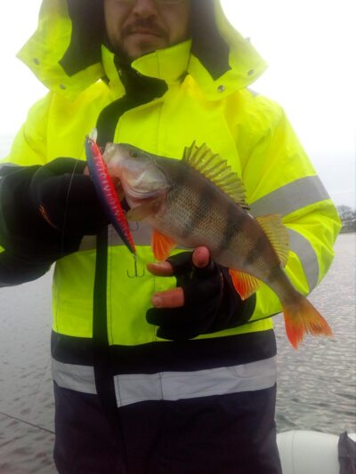 Eurasian perch