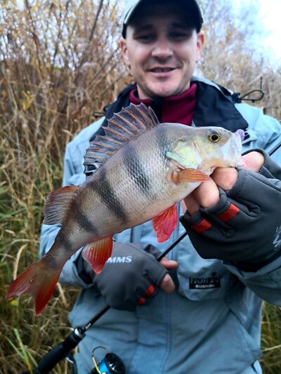 Eurasian perch