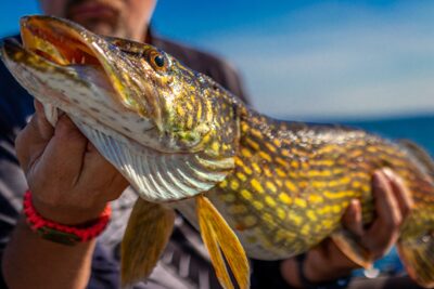 Northern Pike, 6.5 kg