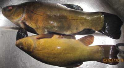 Tench ×2
