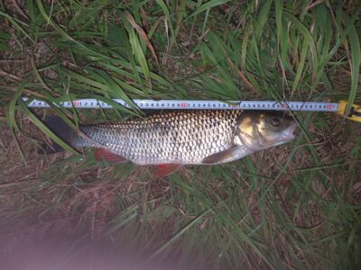 chub, 1.8 kg