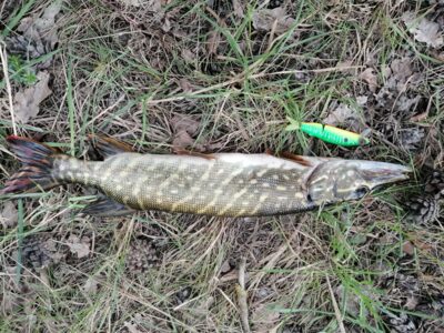 Northern Pike — Švainikų