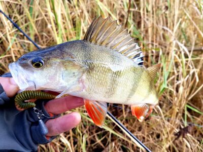 Eurasian perch