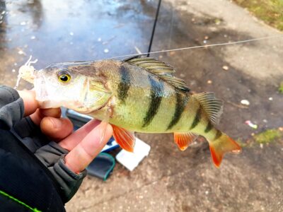 Eurasian perch