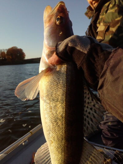 Pike perch, 1.5 kg