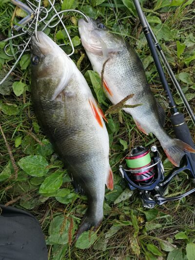 Eurasian perch ×2