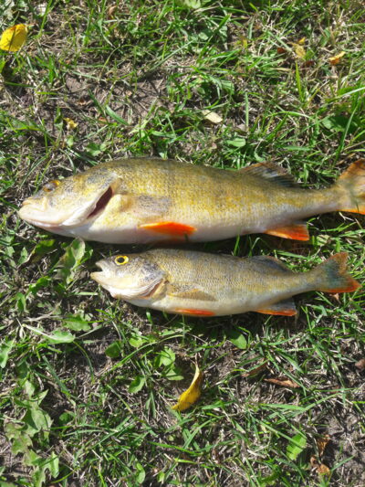 Eurasian perch ×2 — Neman River
