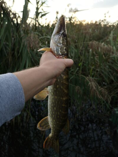 Northern Pike, 1.0 kg — Sasnavos
