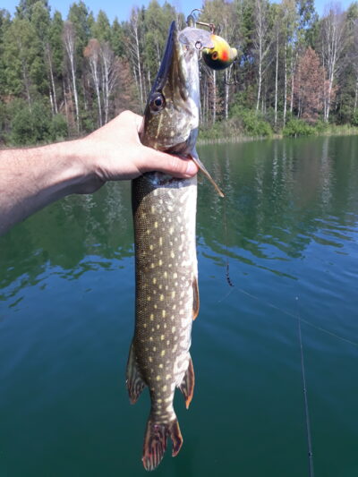 Northern Pike, 1.0 kg