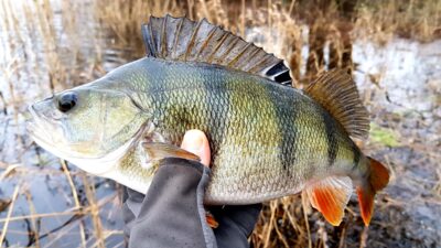Eurasian perch