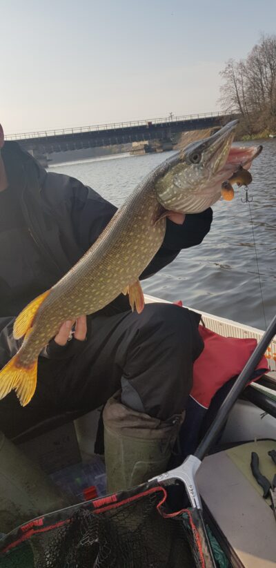 Northern Pike, 2.5 kg