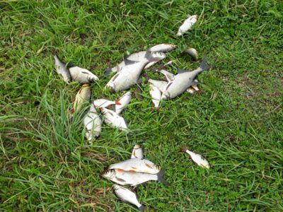 Carp bream